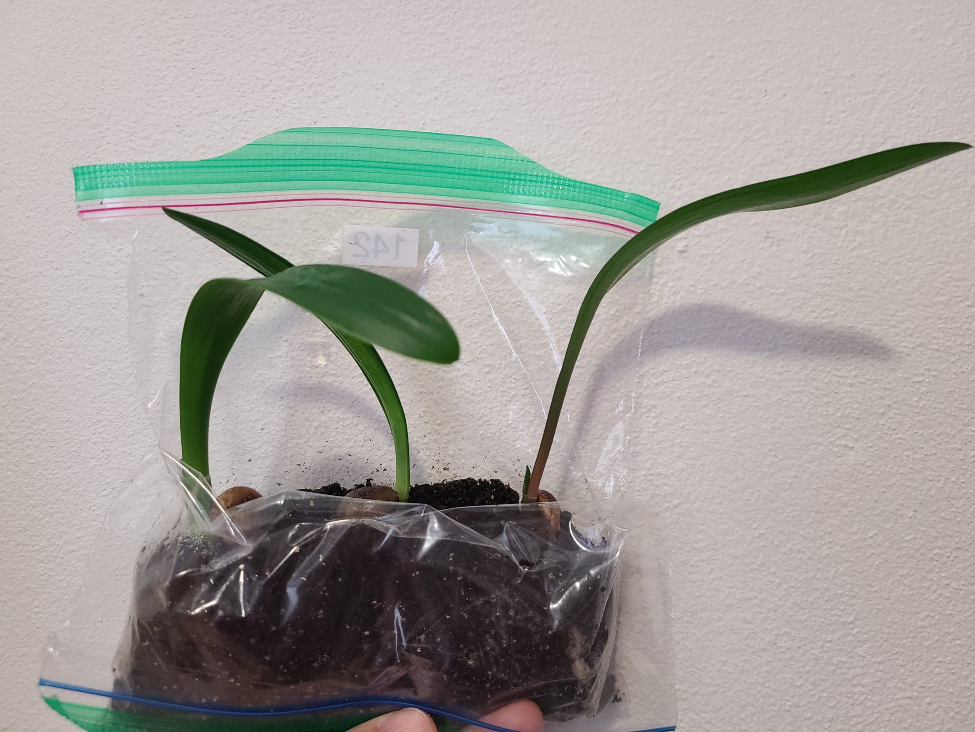 Clivia seedling Magnifico x Blushing Virgin 4-7 inches tall one plant