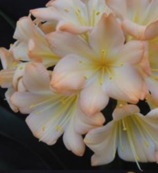 Clivia seedling Pink 9354 x Blushing Virgin 3-5 inches tall one plant