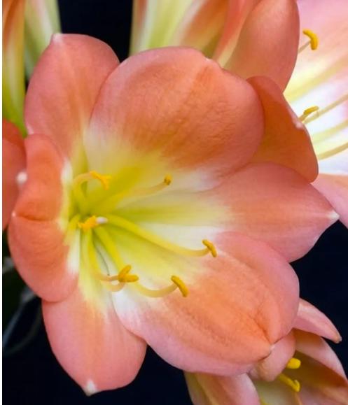 Clivia seedling Pink 9354 x Blushing Virgin 3-5 inches tall one plant