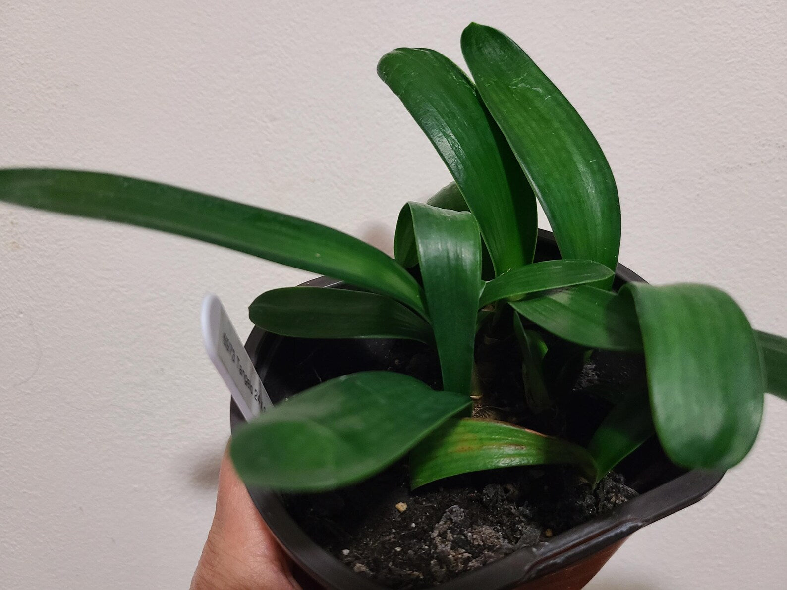 Clivia seedling Tangelo x (Nefertiti Gold compact multitepal Japanese yellow blush) 3-4 inches tall one plant