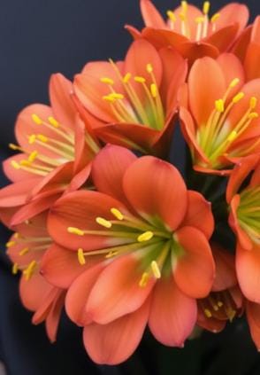 Clivia seedling Touch of Class F1 x J vd Linde's BGT MT  5-6 inches tall one plant