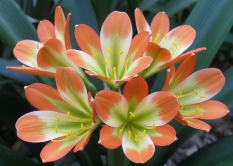 Clivia seedling Touch of Class F1 x J vd Linde's BGT MT  5-6 inches tall one plant
