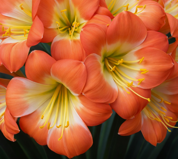 Clivia seedling Touch of Class x Self x Touch of Class 5-7 inches tall one plant