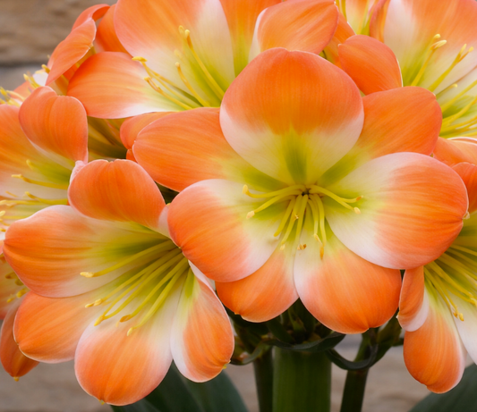 Clivia seedling Touch of Class x Self x Touch of Class 5-7 inches tall one plant