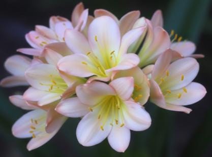 Clivia seedling Virgin Daughter x Blushing Virgin 4-5 inches tall one plant