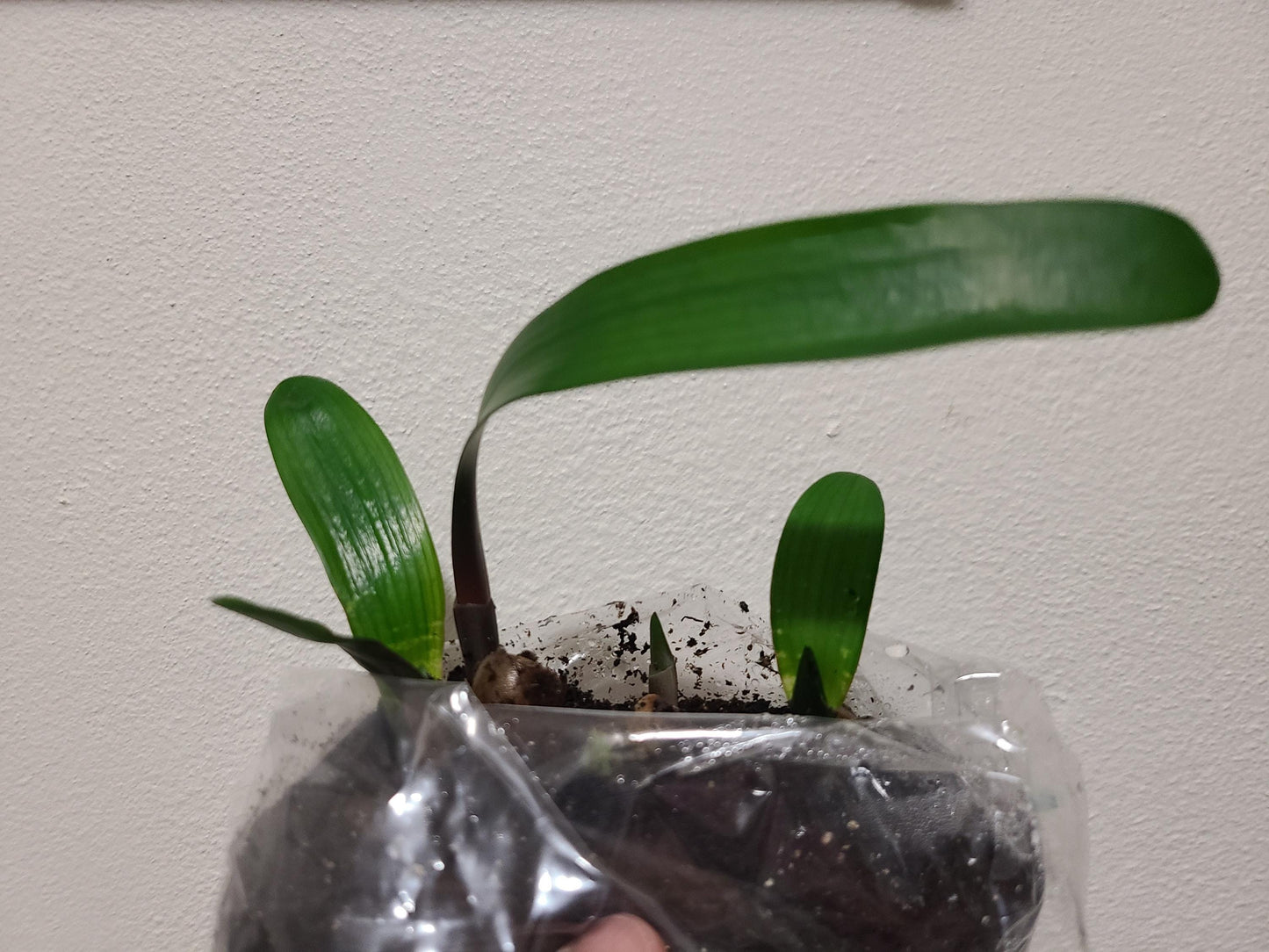 Clivia seedling Virgin Daughter x Blushing Virgin 4-5 inches tall one plant