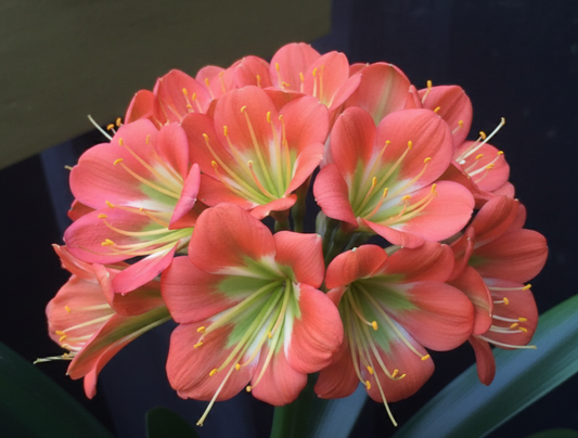 Clivia bulk green centers miniata seedling heat pack priority shipping one plant