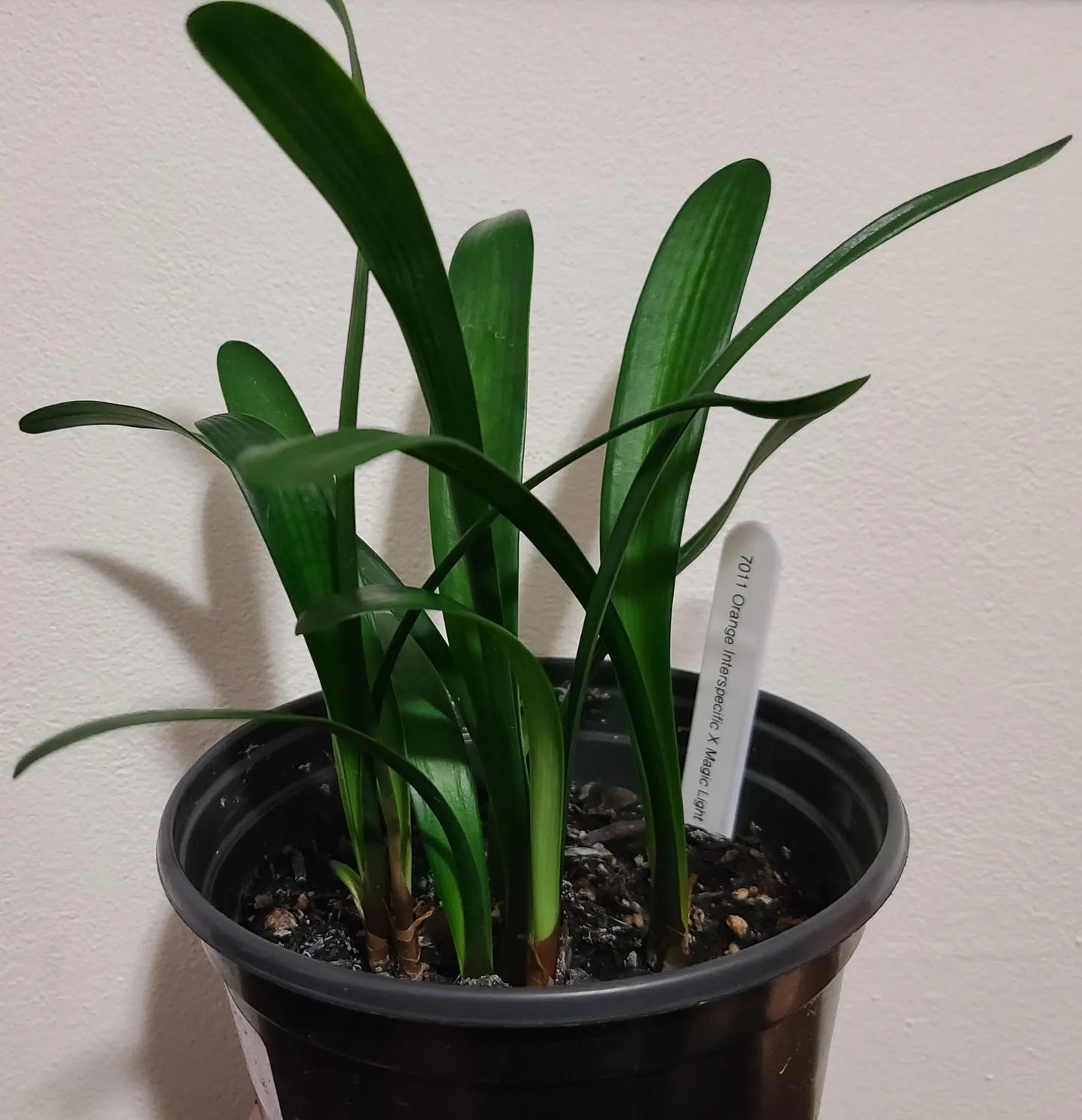 Clivia seedling green throat orange interspecific hybrid x Magic Light 4-5 inches tall one plant