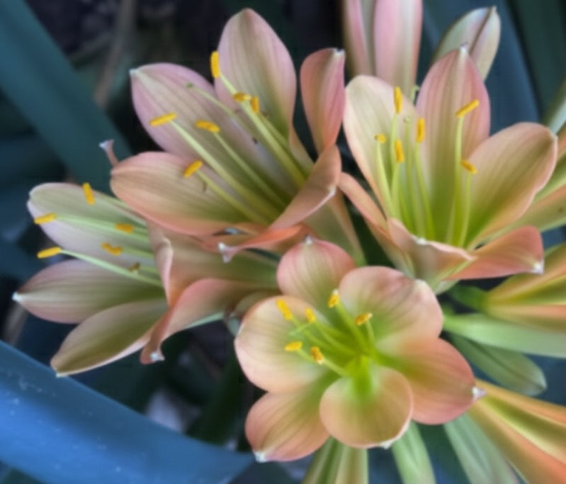 Clivia interspecific seedling Nimbicola B x Pink Nobilis x Blazing Sun 3-5 inches tall one plant