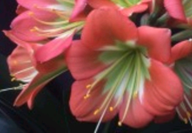 Clivia bulk green centers miniata seedling heat pack priority shipping one plant