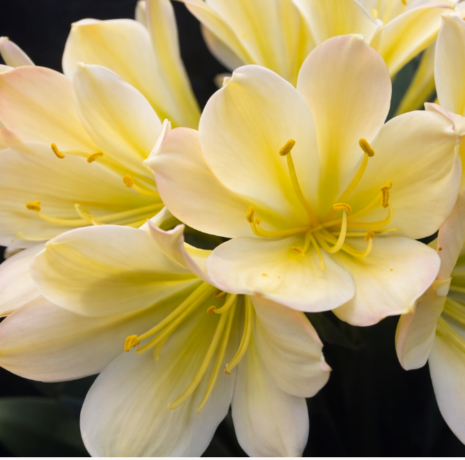 Clivia compact broad leaf Chinese Radiant Blush x Self 6-8 inches tall 3-4 leaves one plant