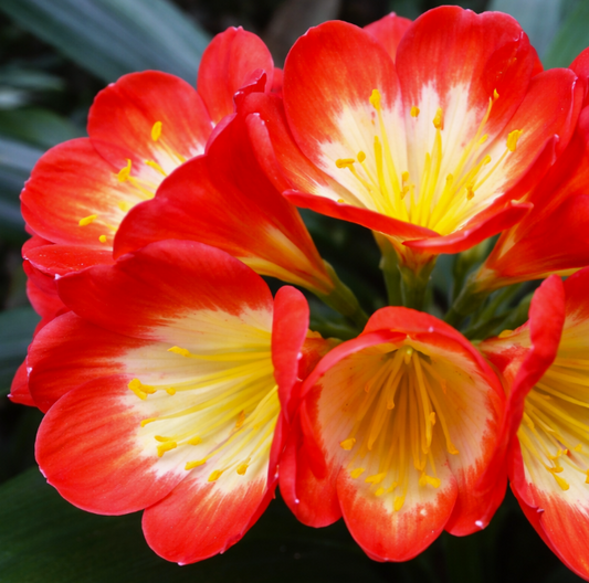 Clivia seedling cross between Noscot and Nakamura x Fred Gibello 5-7" Tall One plant