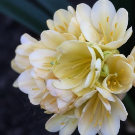 Clivia seedling Tangelo x (Nefertiti Gold compact multitepal Japanese yellow blush) 3-4 inches tall one plant