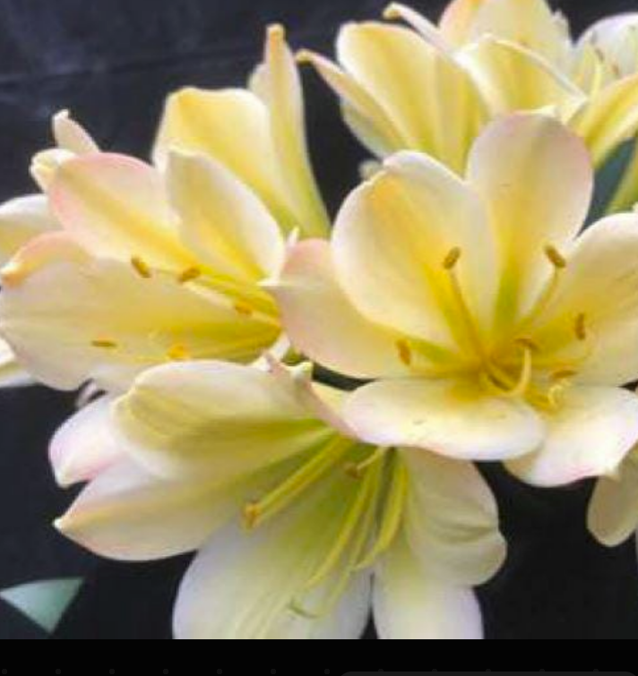 Clivia compact broad leaves  Chinese Blush x Self seedling 2-3 leaves 4-5 inches tall one plant