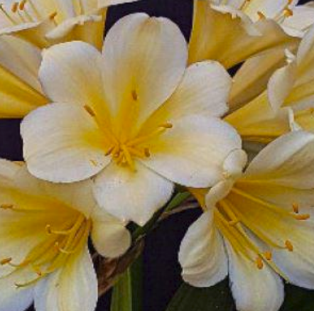 Clivia seedling cross between Natal Yellow x Japanese Yellow Daruma and Dijon Mustard Blush 3-4 leaves 6-7 inches tall one plant
