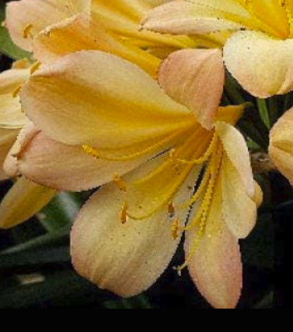 Clivia seedling cross between Natal Yellow x Japanese Yellow Daruma and Dijon Mustard Blush 3-4 leaves 6-7 inches tall one plant