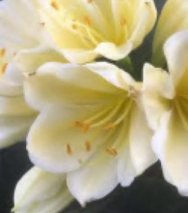 Clivia seedling Chinese compact yellow x Golden Vindi-Cation 2-3 leaves 5-6 inches tall one plant