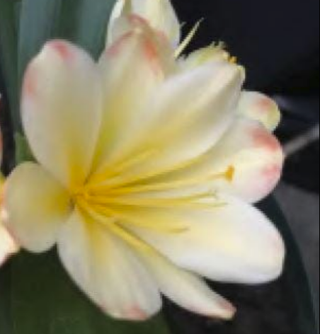 Clivia seedling Chinese compact yellow x Golden Vindi-Cation 2-3 leaves 5-6 inches tall one plant