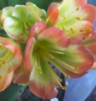 Clivia seedlings Green Throat Hattori x Nefertiti Gold 2 leaves 4-5 inches tall one plant