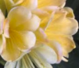 Clivia seedlings Green Throat Hattori x Nefertiti Gold 2 leaves 4-5 inches tall one plant