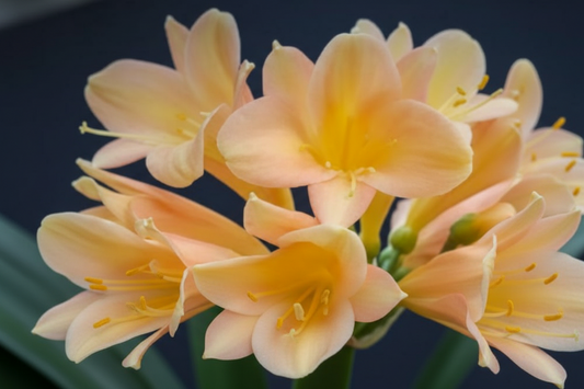 Clivia interspecific seedling between Happy Wanderer x Angel's Calling 3-4 leaves one plant