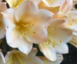 Clivia seedling scented beautiful pink peach Melba Peach x self with fragrance 2 leaves 6 inches tall one plant