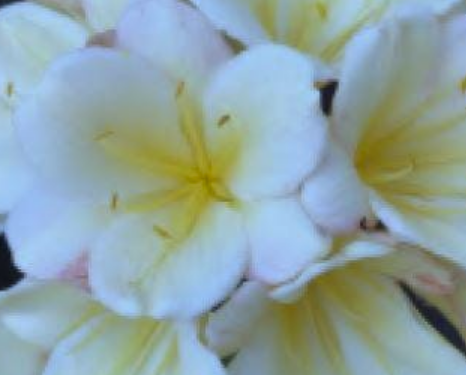 Clivia seedling (Chinois Mu Pretoria Y x Chinese Blush) x Chinois Lambda compact broad leaf 4-5 inches tall one plant