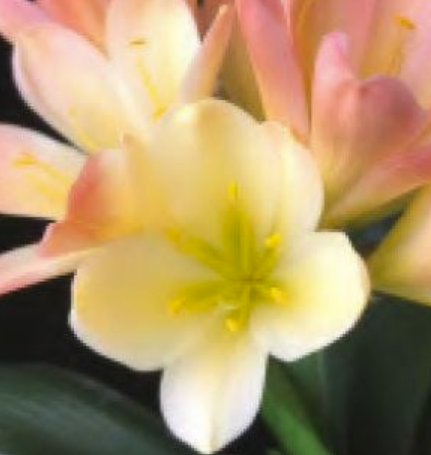 Clivia seedling (Chinois Mu Pretoria Y x Chinese Blush) x Chinois Lambda compact broad leaf 4-5 inches tall one plant