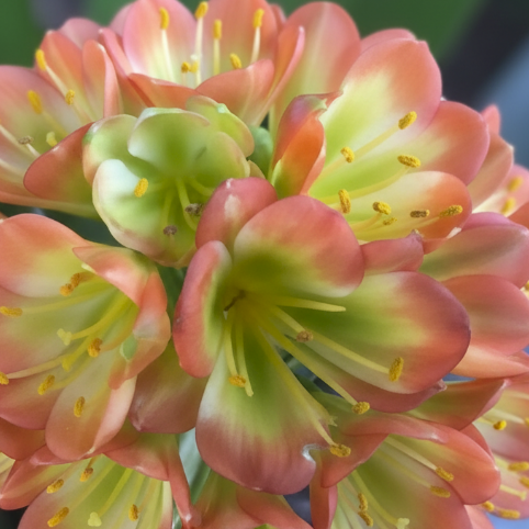 Clivia seedlings from bulk Green Throat Hattori 4-5 inches tall one plant