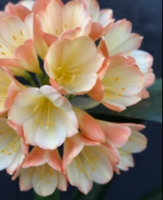 Clivia seedling cross between Chinese Picotee and Nefertiti Gold 4-6 inches tall one plant