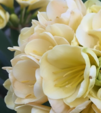 Clivia seedling cross between Chinese Picotee and Nefertiti Gold 4-6 inches tall one plant