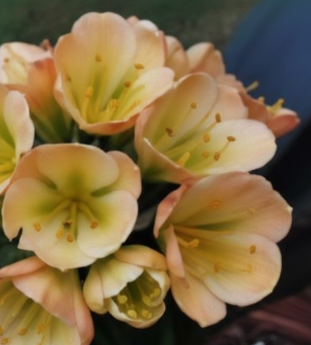 Clivia LOB semi broad leaf x (Lisa Mannion Brent Hurst Yellow X CN Y/Blu Monk Yellow/Blush) 3-4 leaves one plant