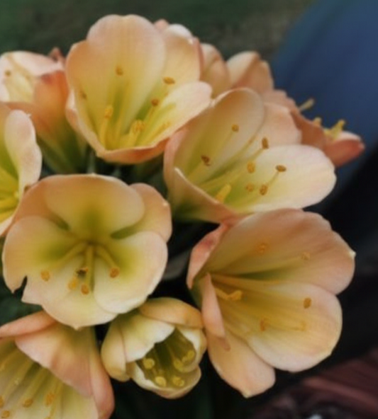 Clivia LOB semi broad leaf x (Lisa Mannion Brent Hurst Yellow X CN Y/Blu Monk Yellow/Blush) 3-4 leaves one plant