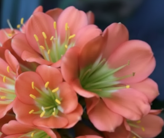 Clivia bronze and green throat  seedling Gunston x Ganjam pollinated 2-3 leaves one plant