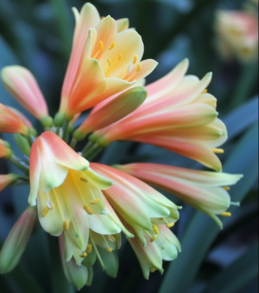 Clivia seedling green throat orange interspecific hybrid x Magic Light 4-5 inches tall one plant