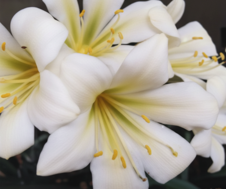 Clivia interspecific hybrid seedling cross (Natal Yellow x Tetraploid Yellow) x One Love and Natal Yellow x One Love Pink/Bronze 4-5 leaves one plant