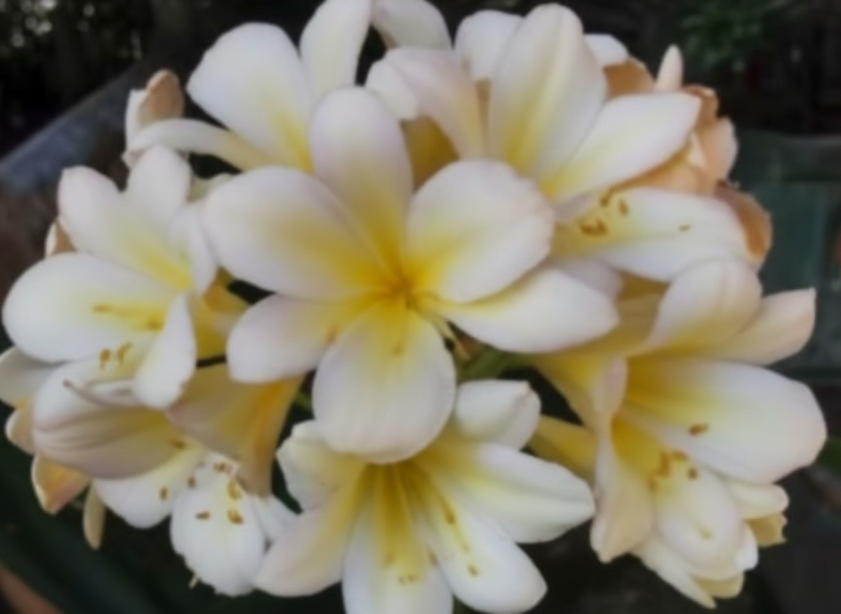 Clivia seedling cross Compact dark green throat picotee and (Lisa Mannion Broad leaf yellow x East Meets West) 3-4 leaves 4-5 inches tall one plant