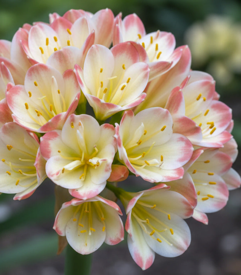 Clivia seedling Tangelo x self with Splash picote 4-5 inches tall 3 leaves one plant