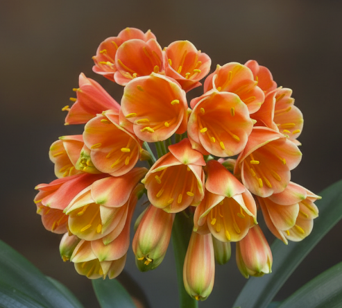 Clivia groot piet x self seedling 4-6" tall heat pack priority shipping one plant
