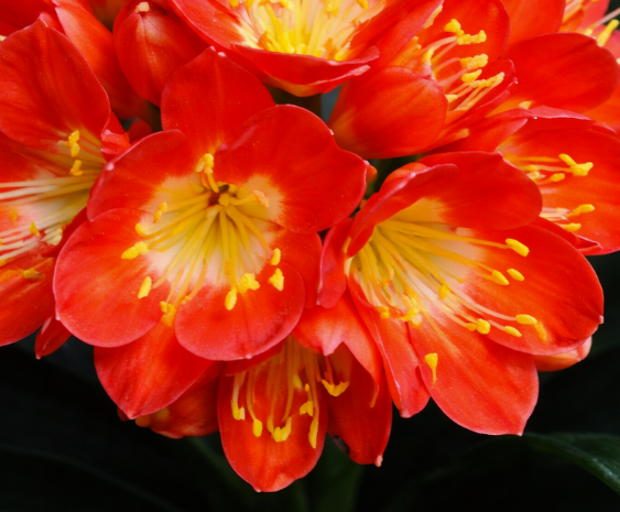 Clivia seedling cross between Noscot and Nakamura x Fred Gibello 5-7" Tall One plant