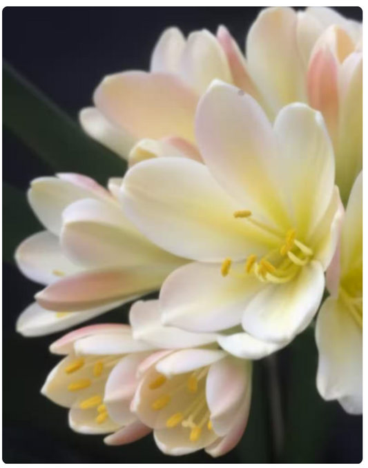 Clivia interspecific seedling Adele 2 x Chinese blush 4-5 inches tall