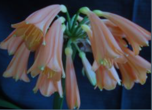 Clivia interspecific hybrid Nimbicola A x Smooth Talker one plant