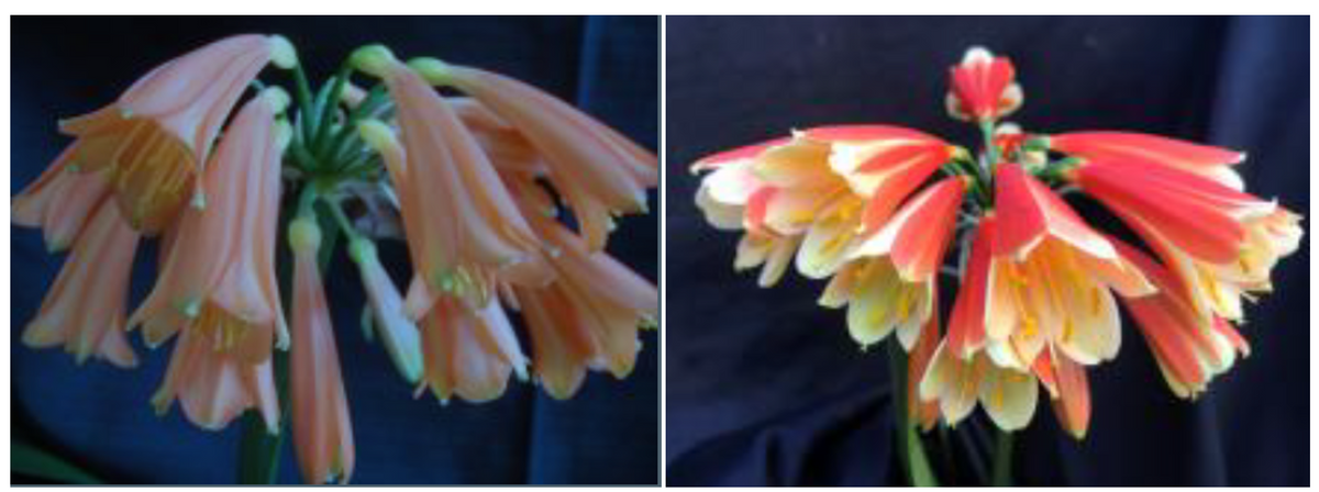 Clivia interspecific hybrid Nimbicola A x Smooth Talker one plant