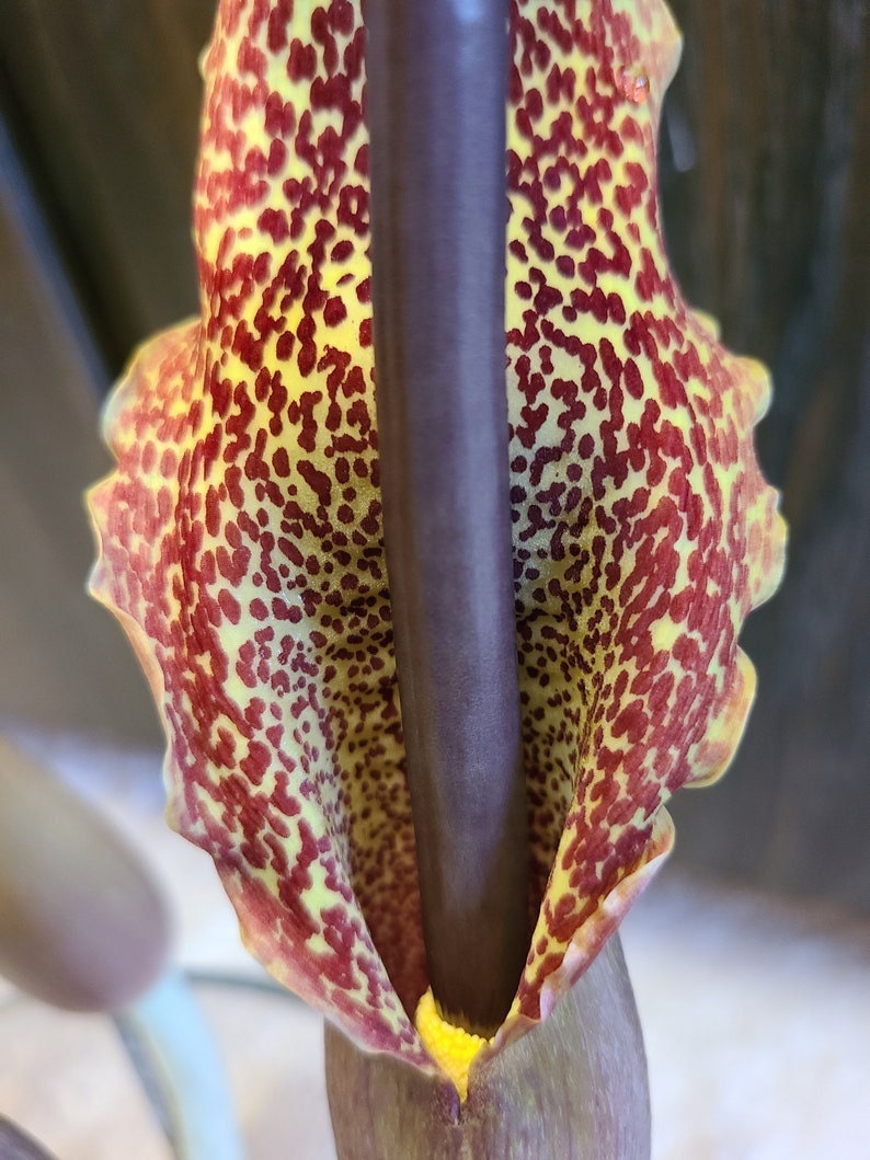 Unique, exotic Sauromatum venosum bulbs voodoo lily various size one plant