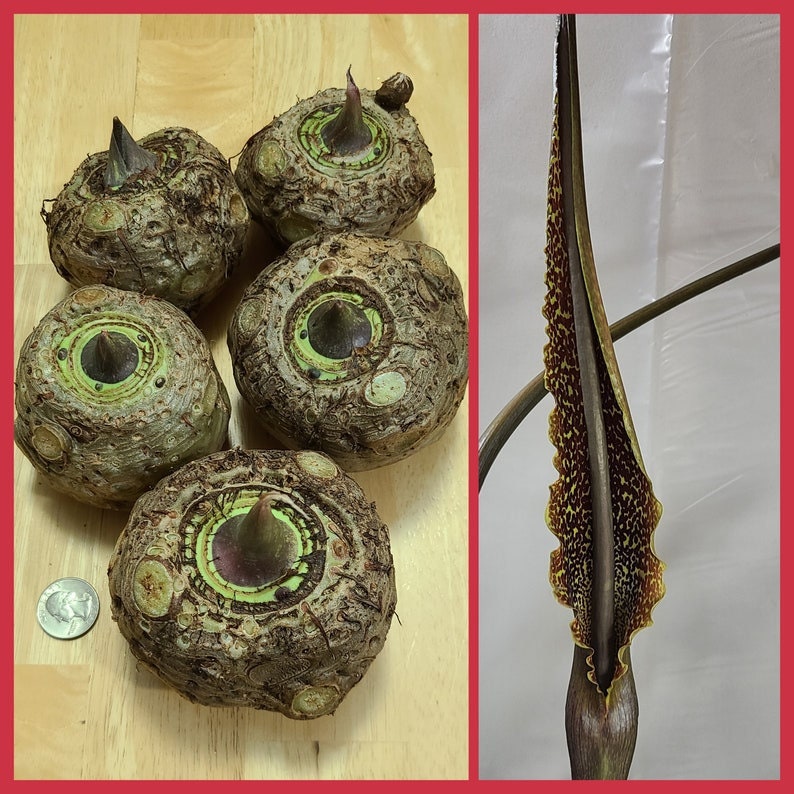 Unique, exotic Sauromatum venosum bulbs voodoo lily various size one plant