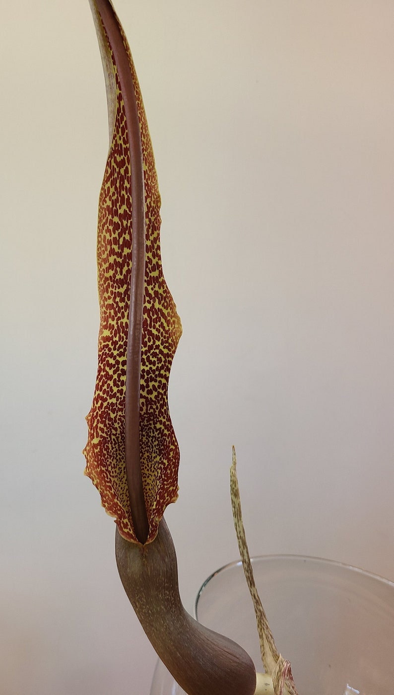 Unique, exotic Sauromatum venosum bulbs voodoo lily various size one plant