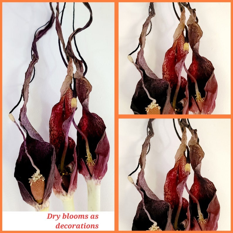 Unique, exotic Sauromatum venosum bulbs voodoo lily various size one plant