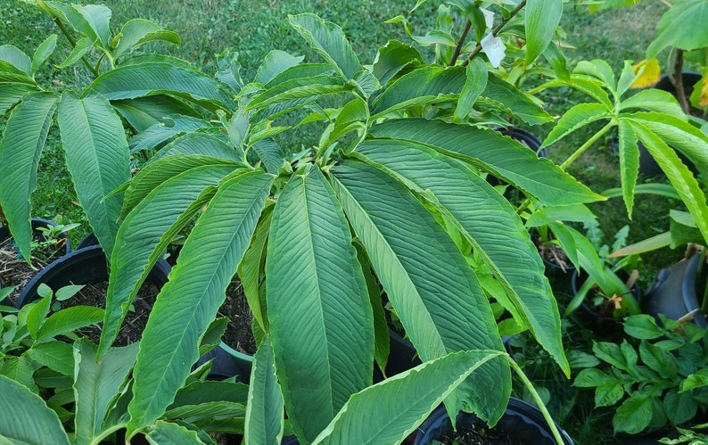 Unique, exotic Sauromatum venosum bulbs voodoo lily various size one plant