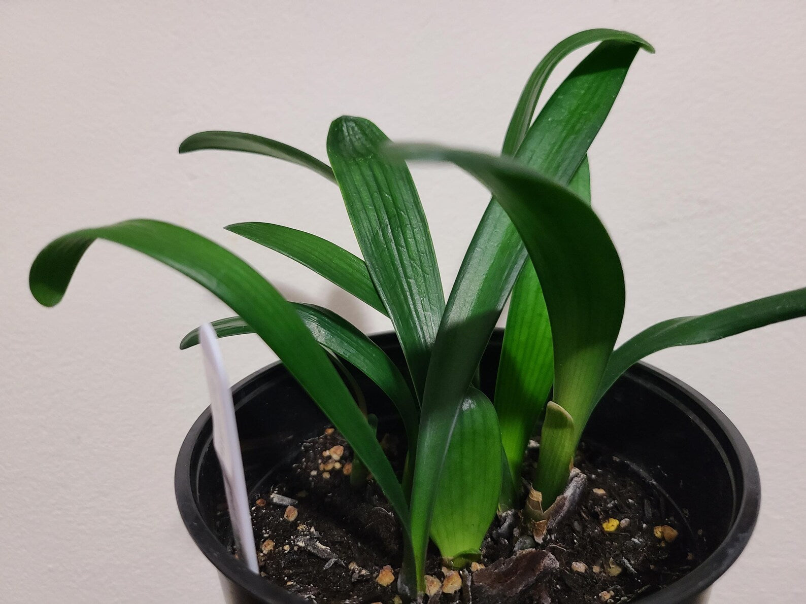 Clivia seedlings from bulk Green Throat Hattori 4-5 inches tall one plant