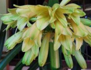 Clivia interspecific between Watkins Yellow x Golden Renaissance and Sleeping Beauty Tetraploid Yellow 3 leaves 7 inches tall one plant